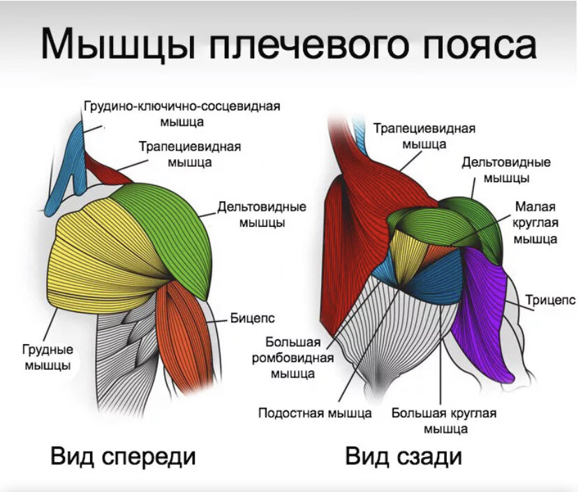 Анатомическое строение
