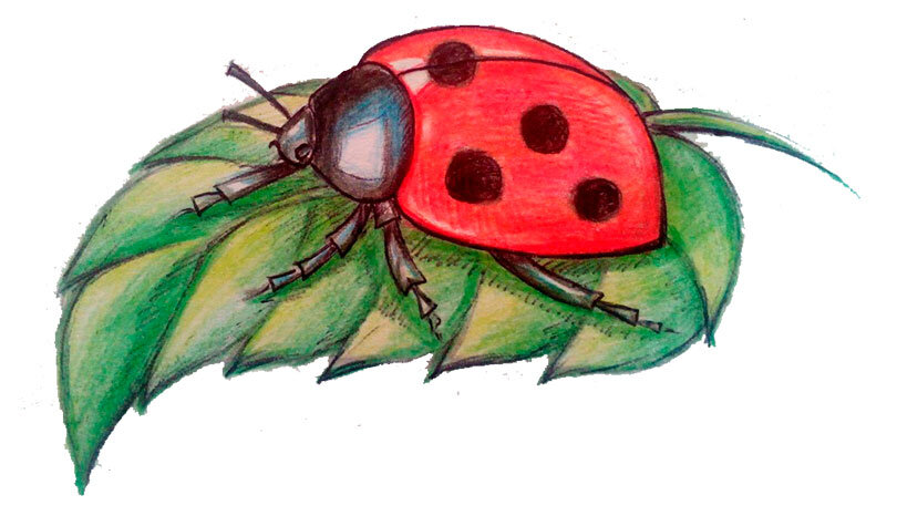 Божья коровка