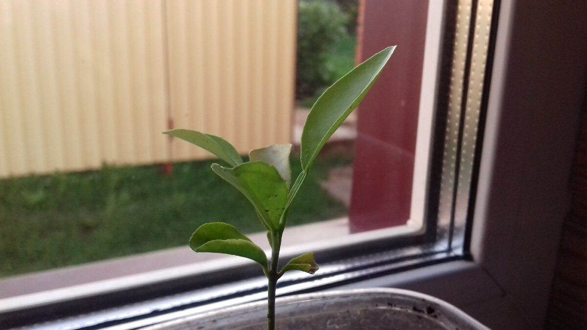 Деревцо одним хмурым вечером