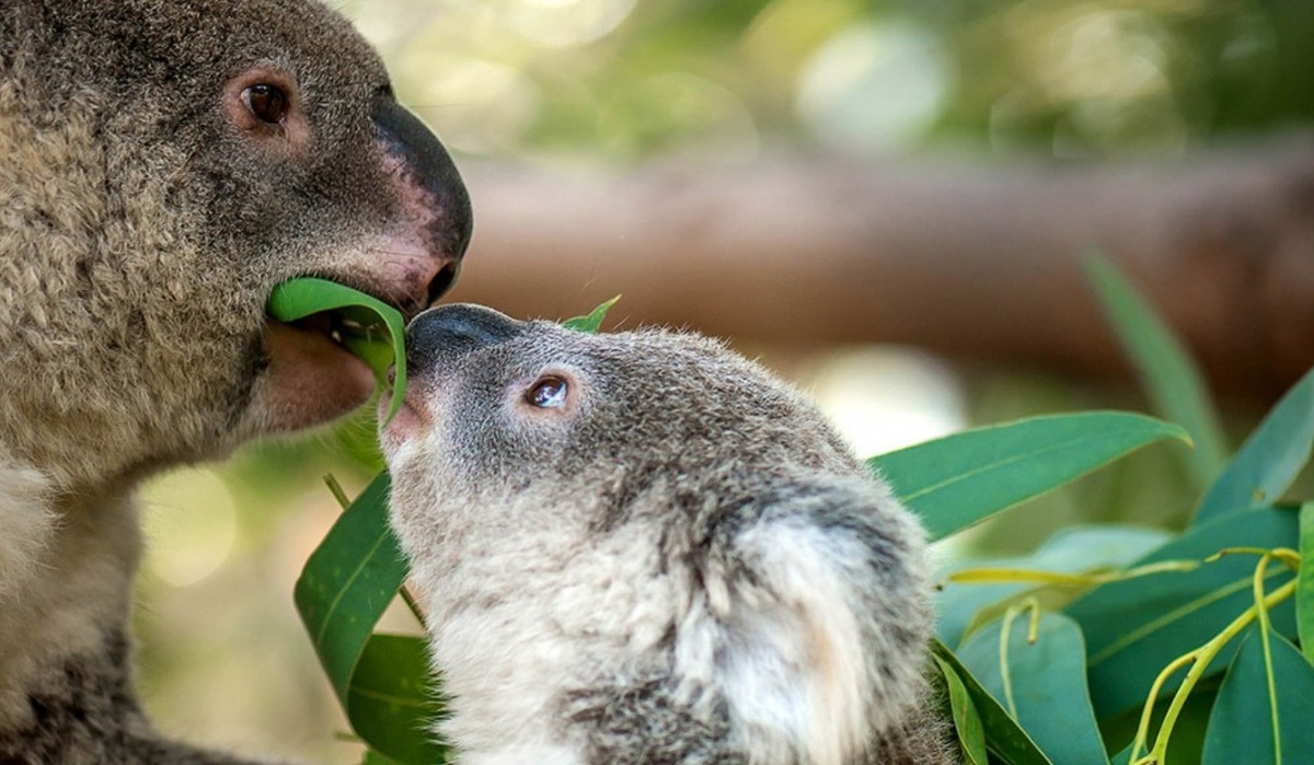 Интересные факты о коалах