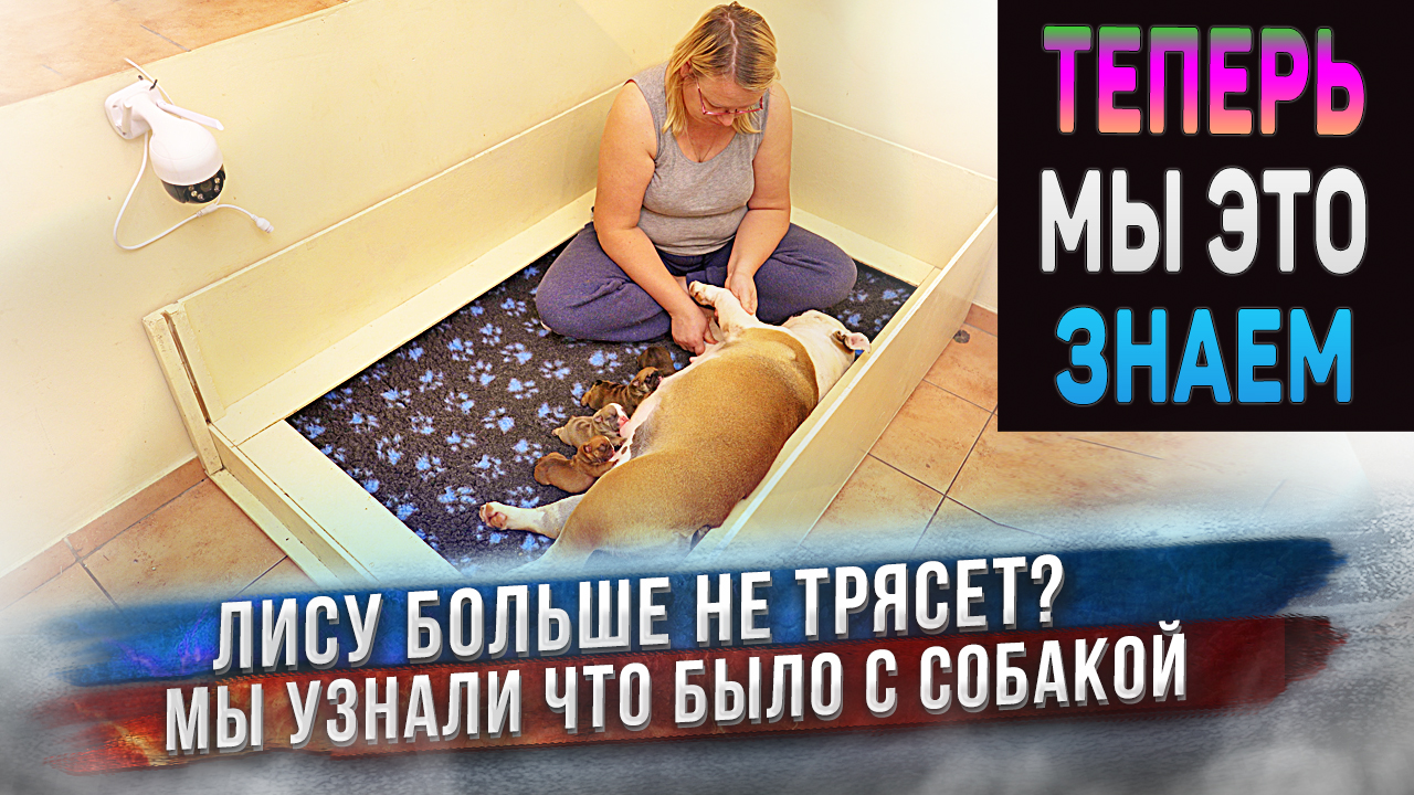 Теперь мы все знаем! Лису больше не трясет? Мы узнали, что было с собакой.