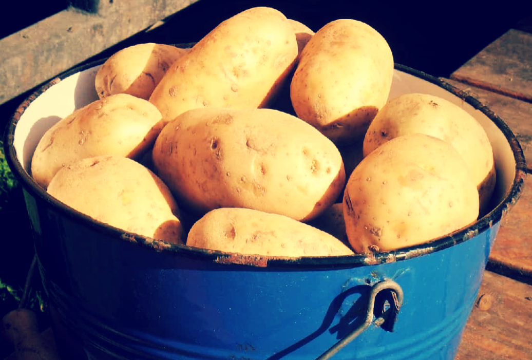 Фото красной картошки в ведре