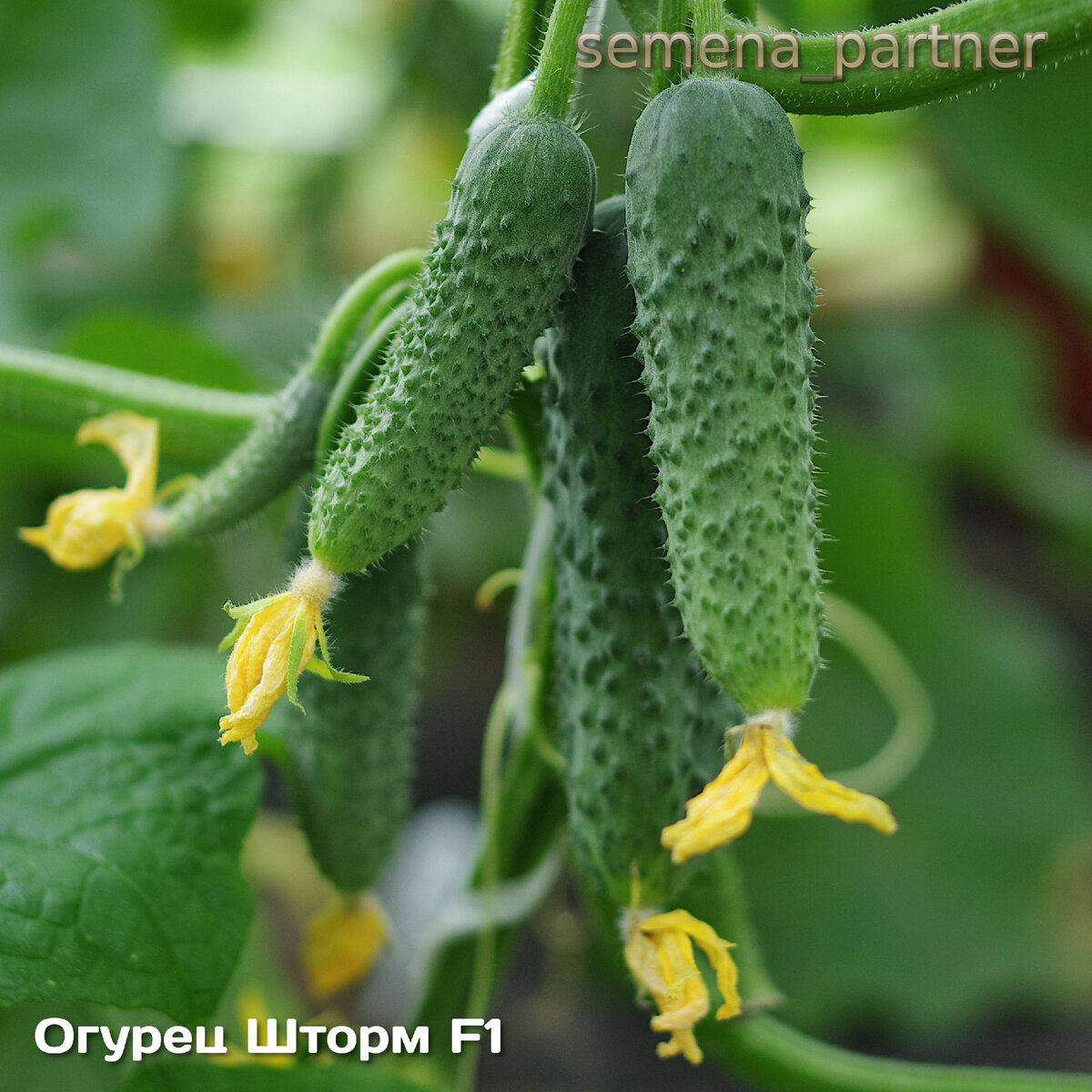 Урожай огурцов 2024. Огурец шторм f1. Сорт огурцов вьюга. Огурец новинка. Семена огурцов на 2024 год.