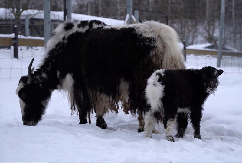 Як Звездочка