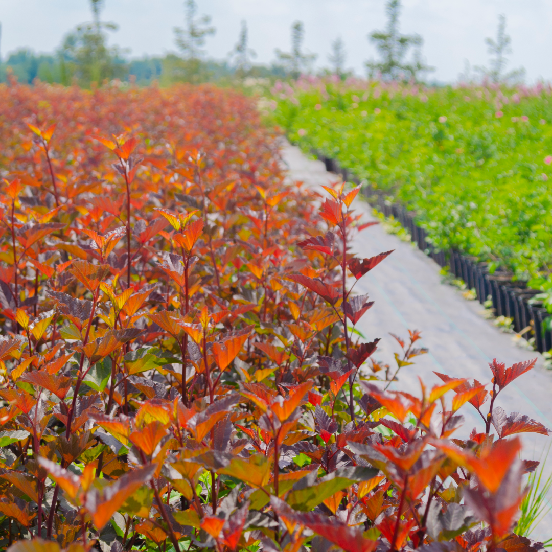 Питомник растений "Венев"