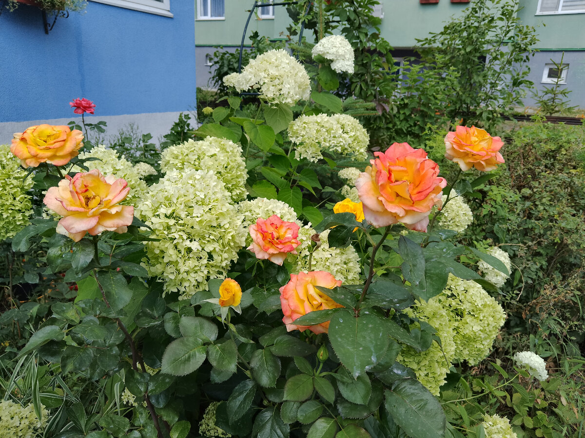 Мои гортензии и розы                            