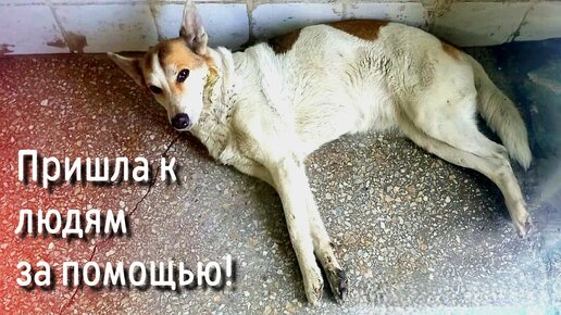 🔴Собака умирала лёжа у двери столовой / хотела есть но не могла даже встать /help save the dog