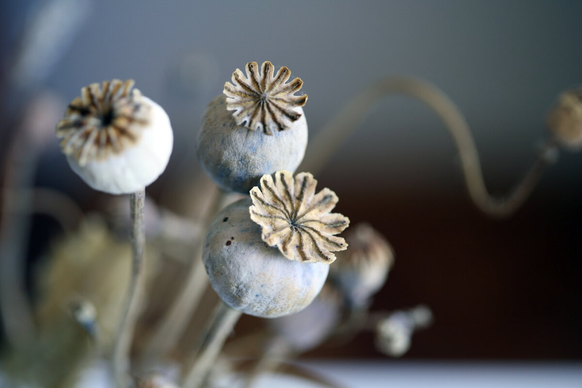 В древности пациентов обезболивали с помощью наркотических веществ, например, опиума