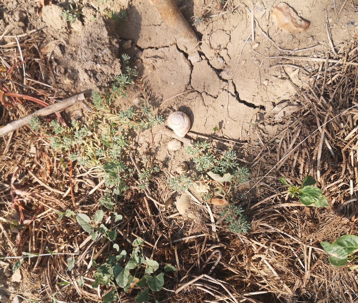 Это я про них забыла. Месяц назад было маленьких три веточки