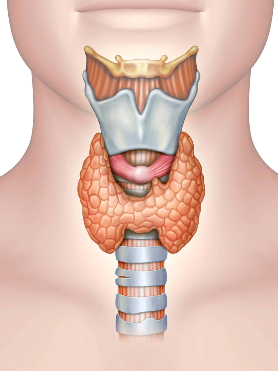 Эндокринология щитовидной железы. Асимметрия щитовидного хряща.