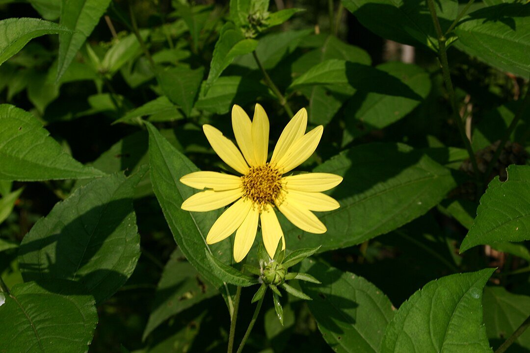 Helianthus argophyllus