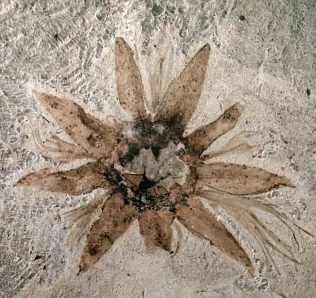 Lacinipetalum spectabilis, цветок возрастом 64 миллиона лет, найденный в Патагонии.