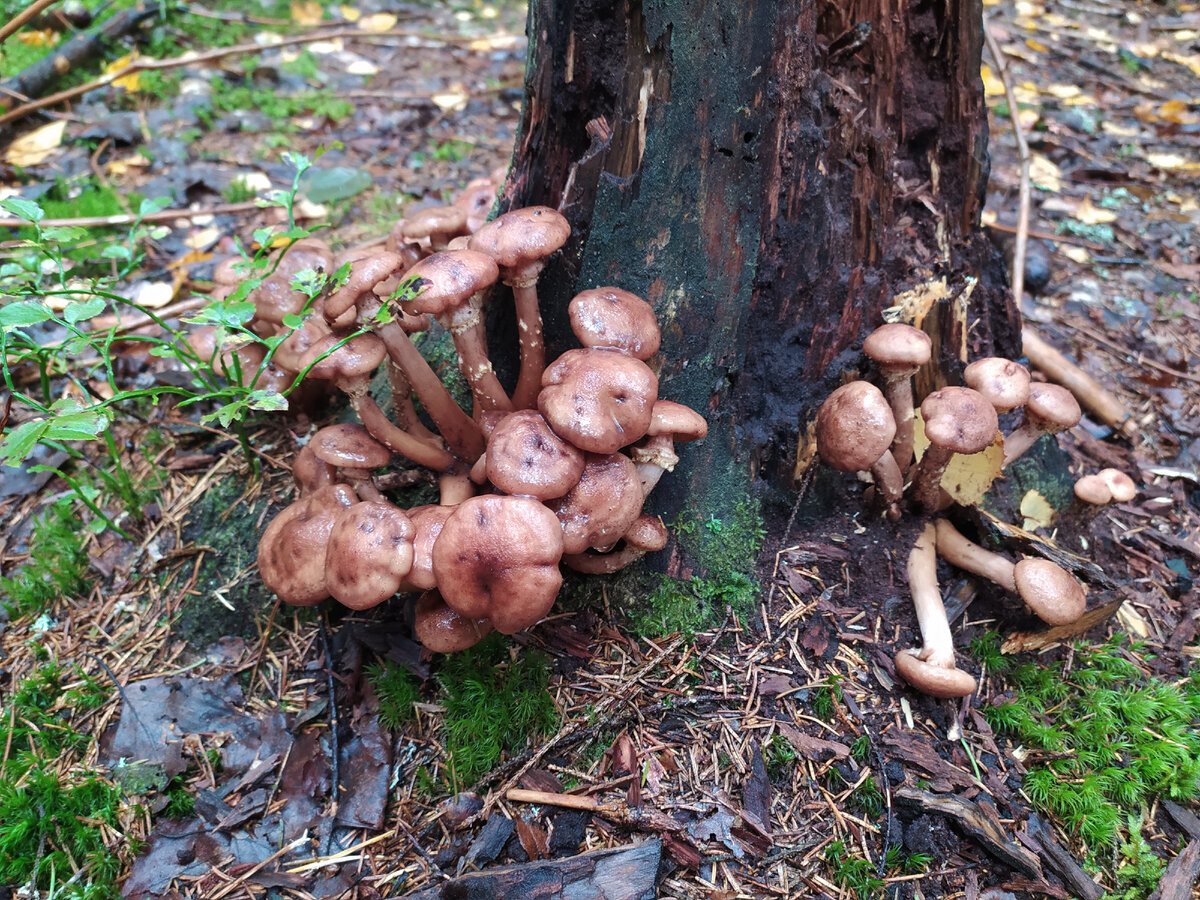 Опятки осенние, жирненькие