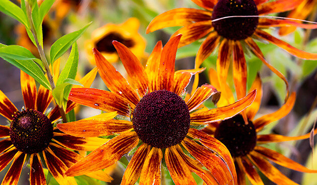    Рудбекия волосистая. Фото: shutterstock.com