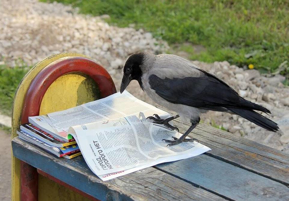 Ворона-одна из умнейший птиц, хорошо адаптируется в городской среде.