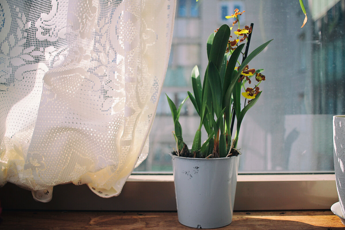 симподиальный онцидиум