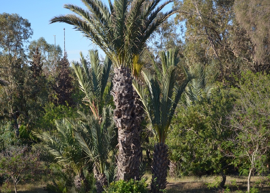 зелено на территории. фото из личного архива