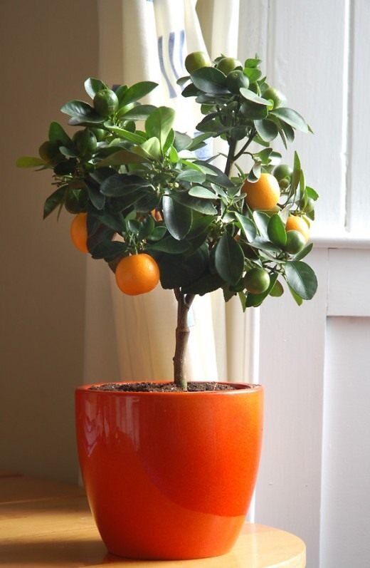 https://www.botanichka.ru/