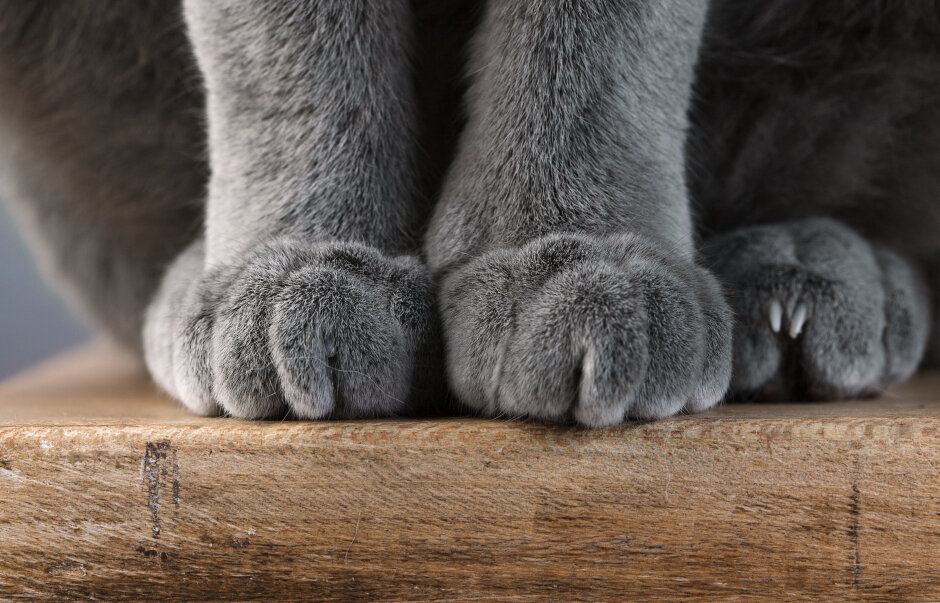 Кошачий «массаж» или почему кошка топчет вас лапками? | Гавкуша | Дзен