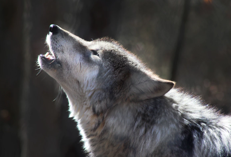Охота на бизонов началась.
