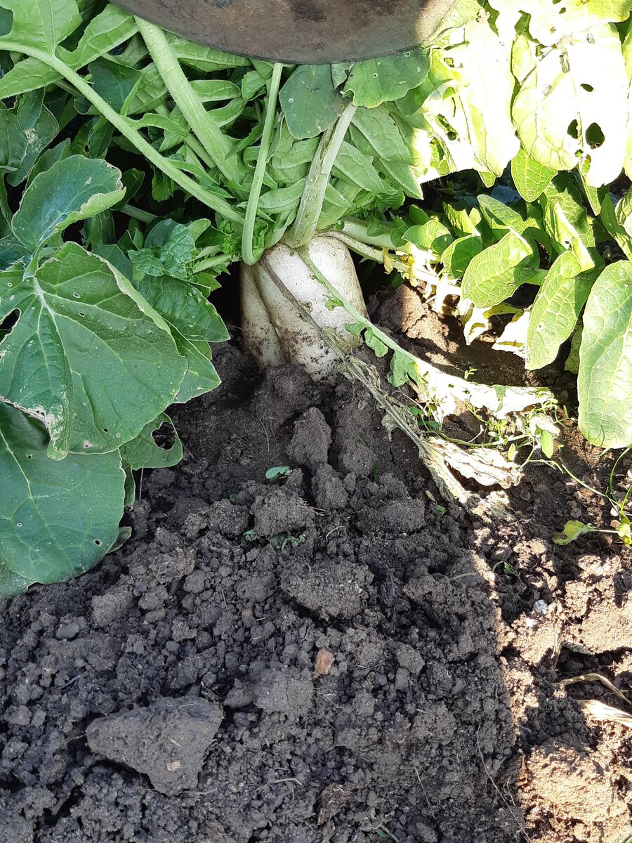 Этот немного меньше остальных