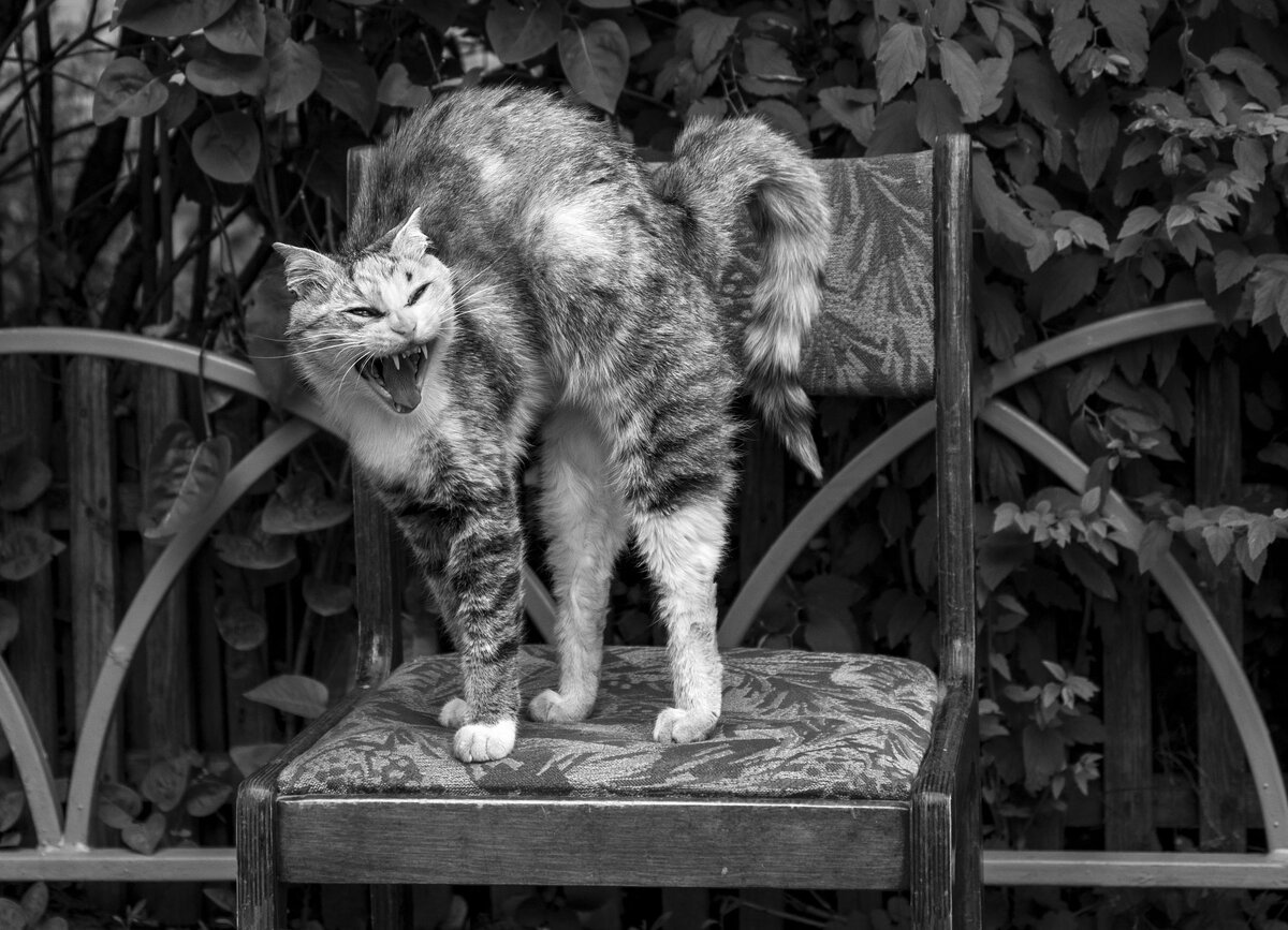 Вот такая примерно "страшная" месть кошки Мурки была... фото с интернета