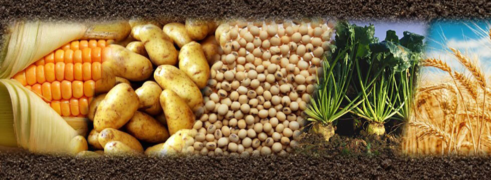 Осень, это возможность удешевить злаковый корм овощами