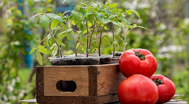Совет садовода, как вырастить рассаду томатов фото