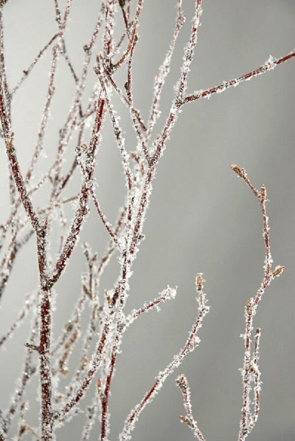 Birch Branches Snow Glitter