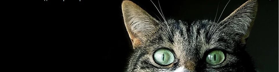 Фото: pixabay.com
