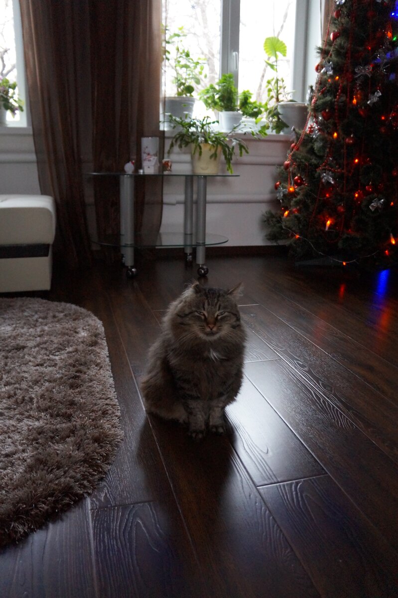 Хороший кот - главное украшение