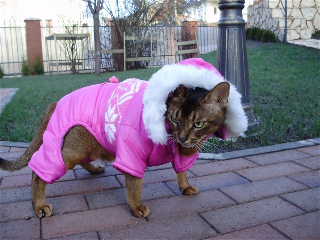 Соня Бьюти Аби