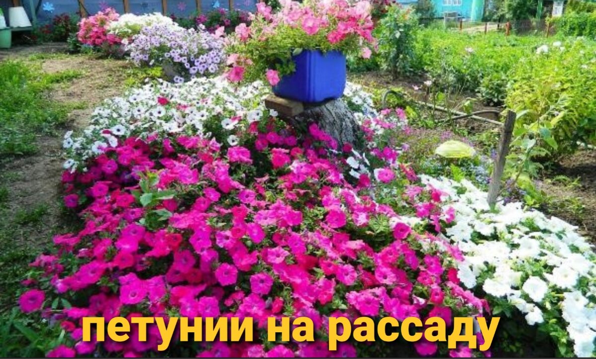 Пора высаживать рассаду.