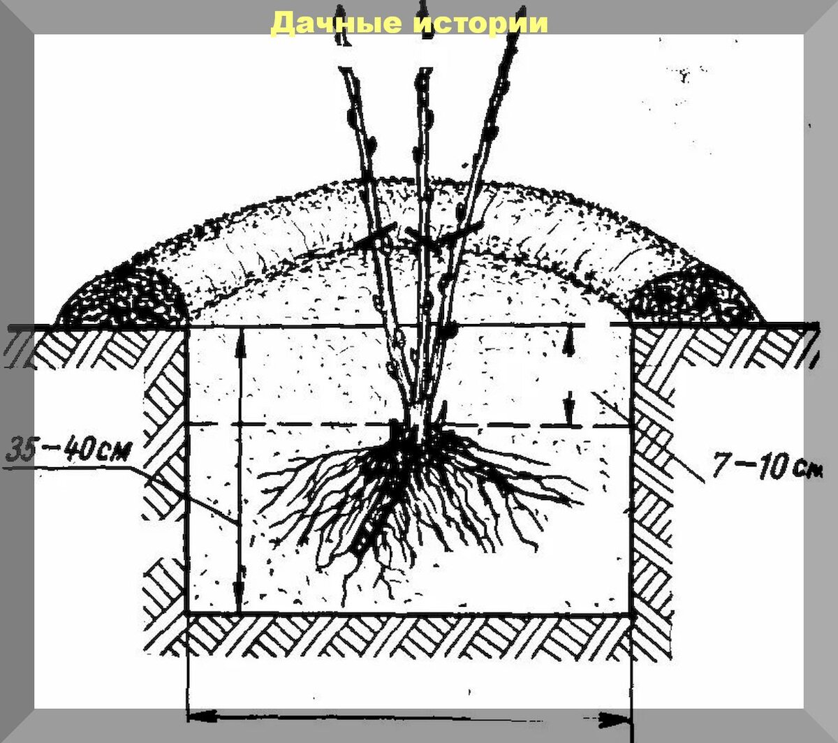 Черная смородина какая почва. Посадка крыжовника корневая шейка. Схема посадки черной смородины весной. Схема посадки смородины черной. Схема посадка кустов смородины весной.