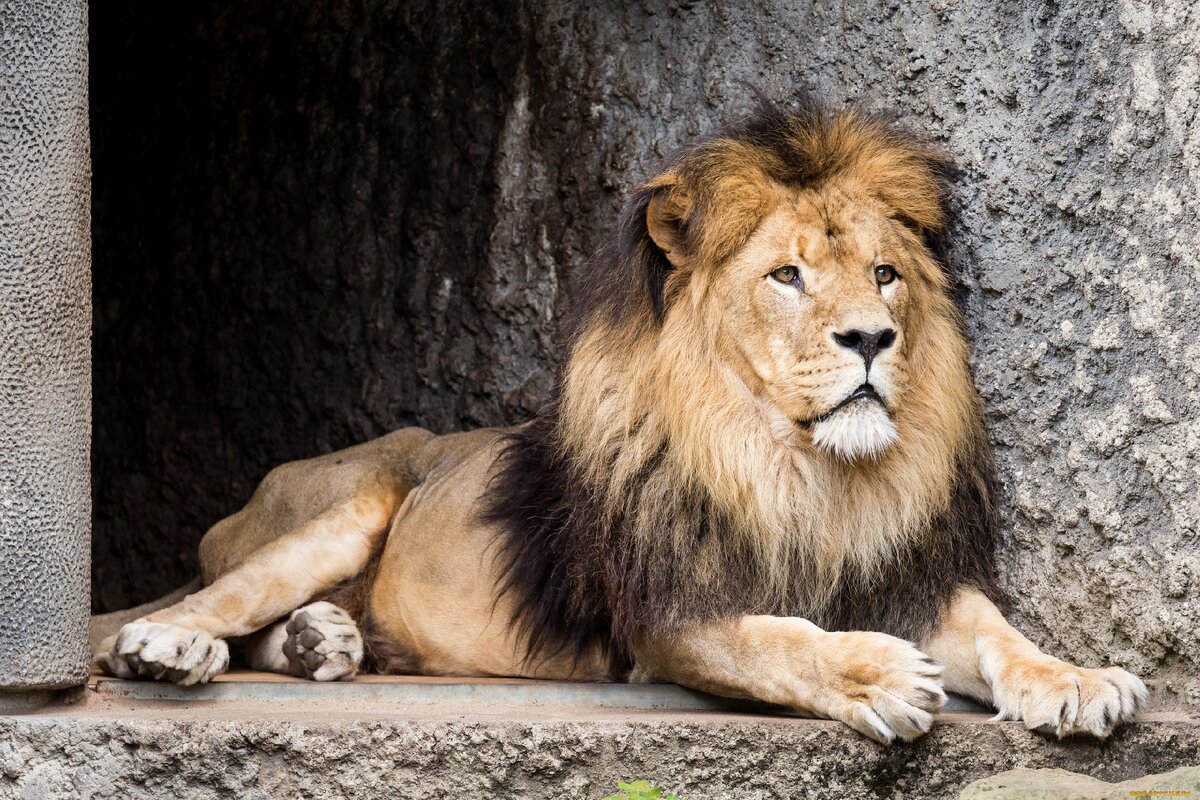 Биография льва: интересные факты и особенности жизни короля зверей