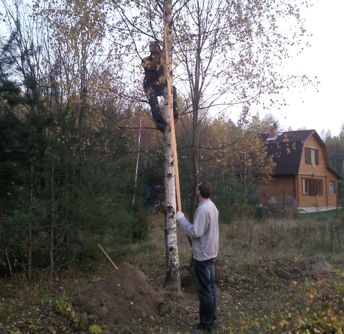 Нет ничего хуже, чем засыпанное много лет назад корневище - с этой "окученной" березой мы проковырялись пару часов. Как оказалось, длина рычага решает всё.