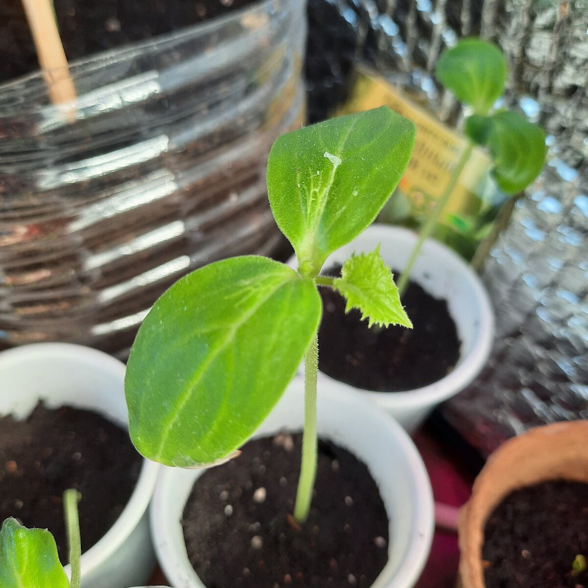 фото автора. Огурец скорострел Кузнечик.