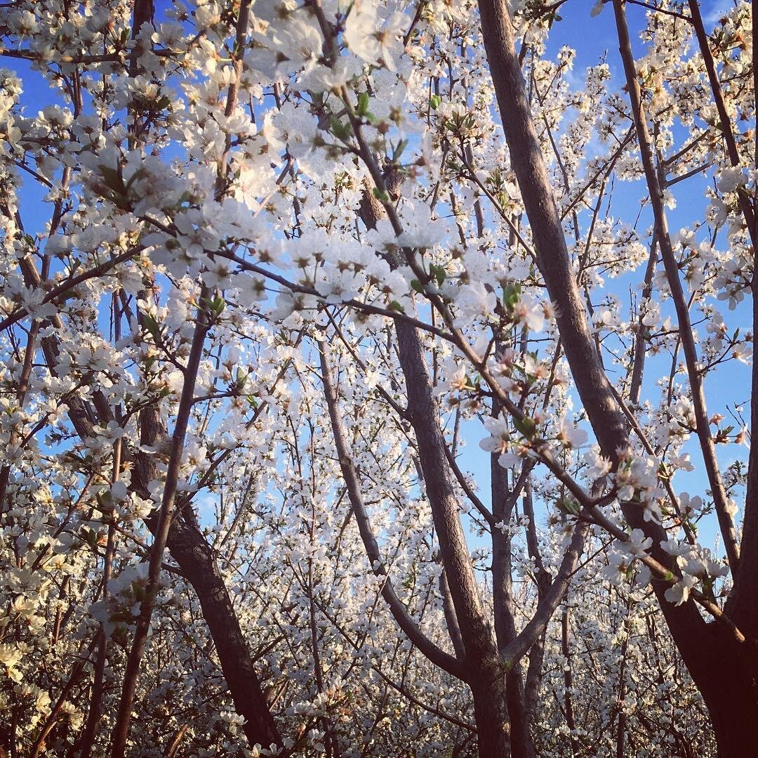 Вишня))) Фото армении не сохранились