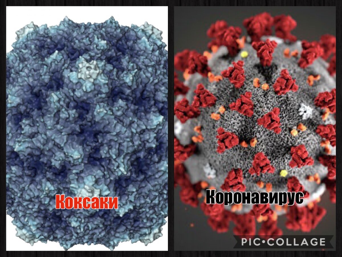 вирус коксаки форум фото