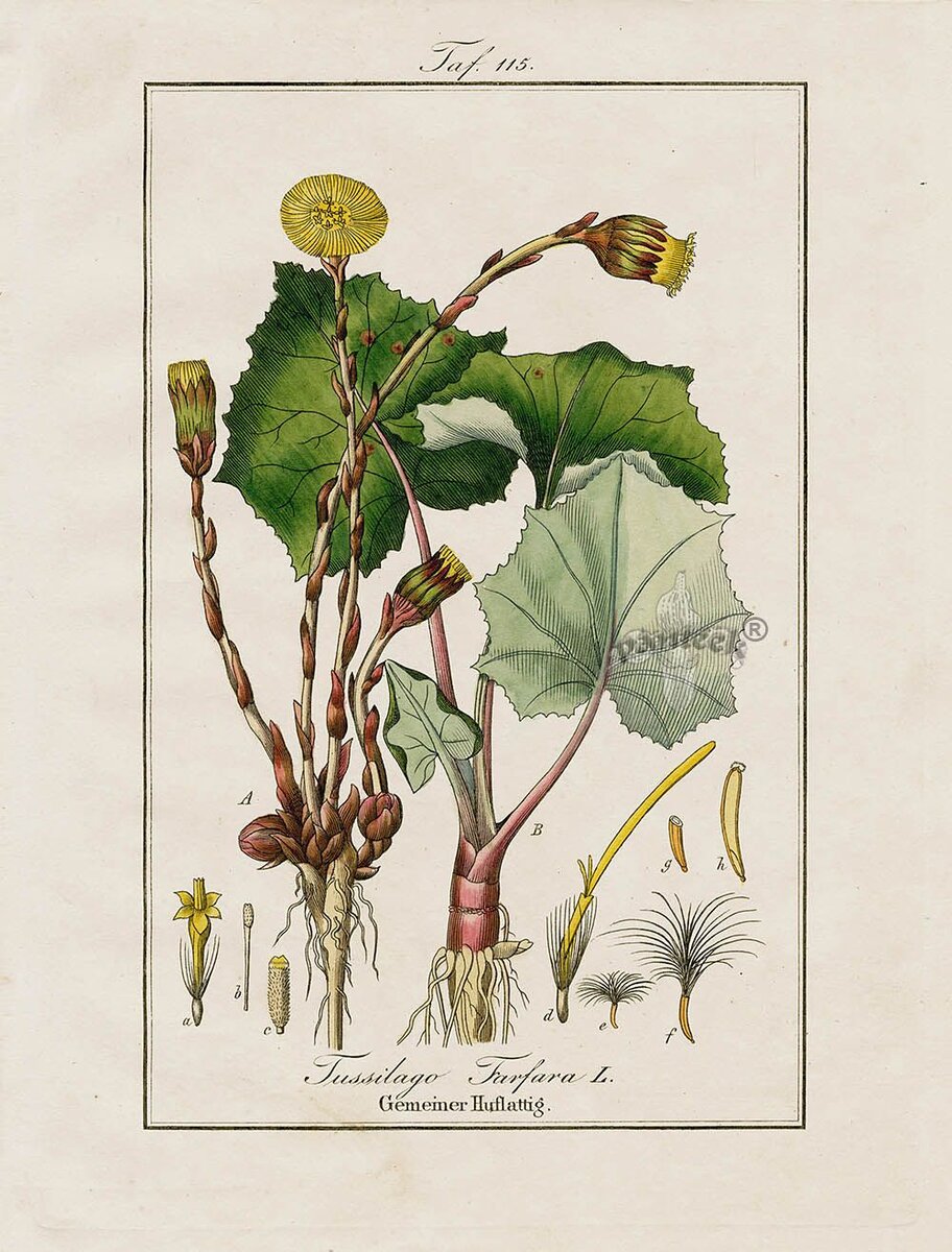 Белокопытник Ботаническая иллюстрация