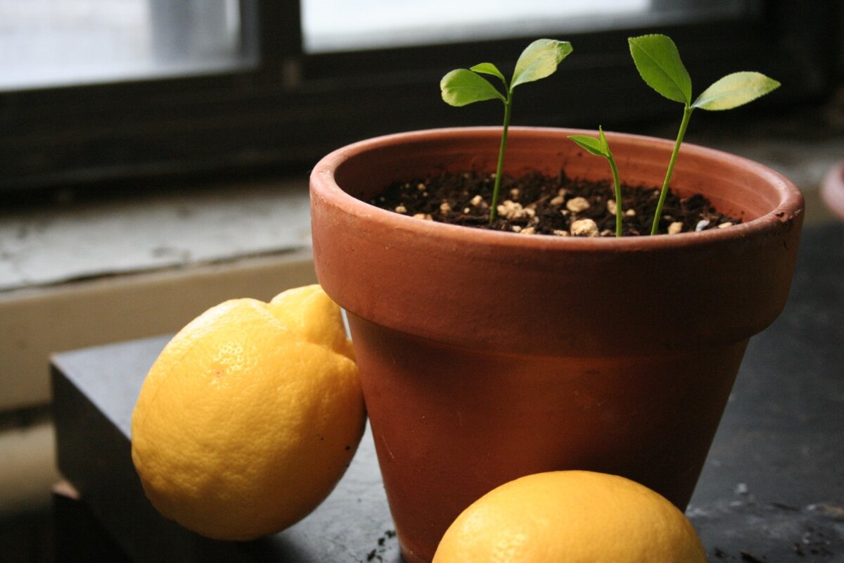 Как создать лучшие условия для посадки лимонного дерева дома
