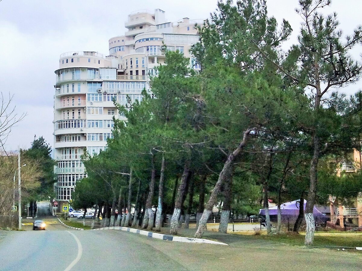 Немало деревьев в городе "склоняются под бору". Фото автора 