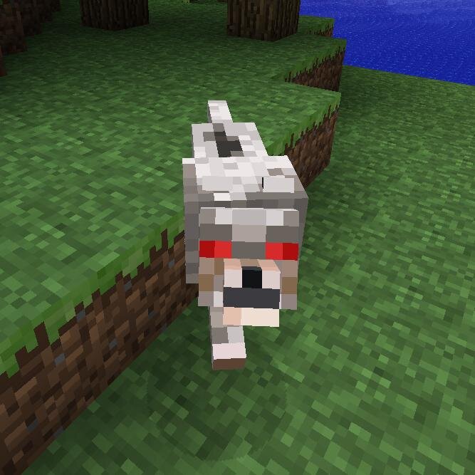 хвост прямой