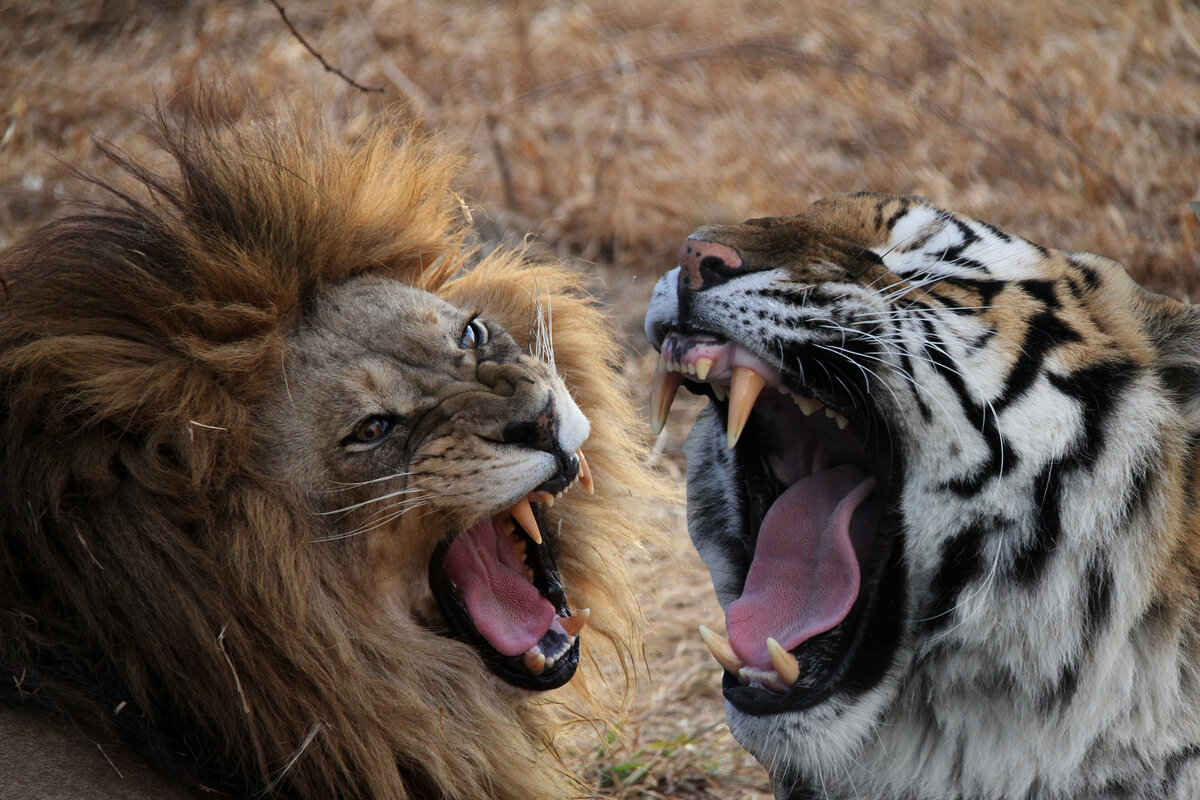 Кто победил лев или тигр. Лев или тигр. Тигр побеждает Льва. Самые опасные хищники для Льва.
