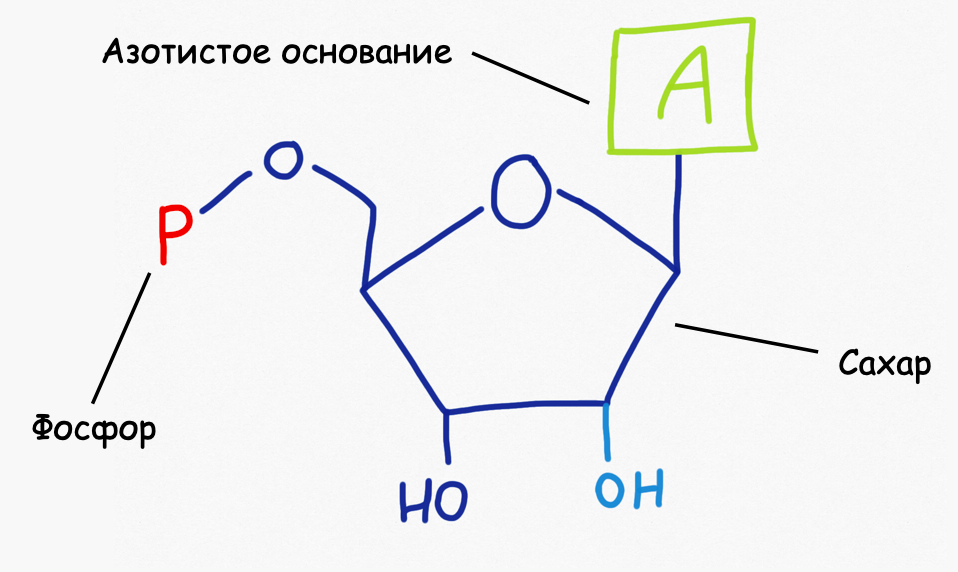 Структура азотистого основания. -OH группа, обозначенная голубым, присутствует только в рибозе.