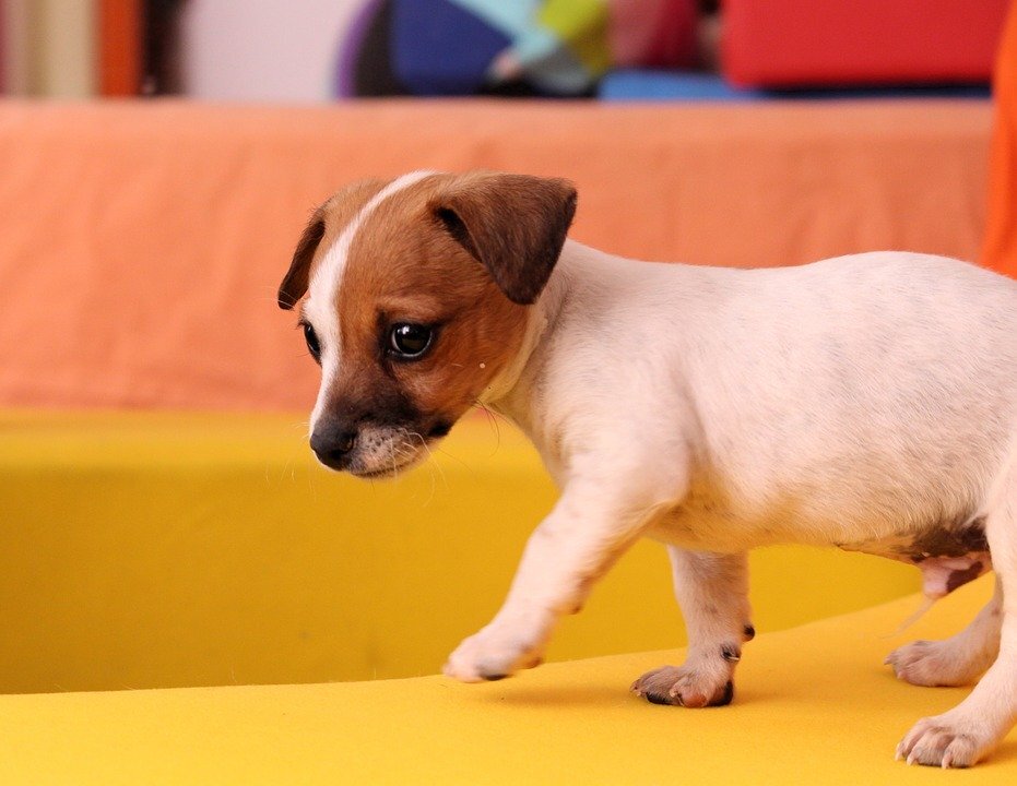  https://cdn.pixabay.com/photo/2017/02/23/10/49/dog-2091849_960_720.jpg 