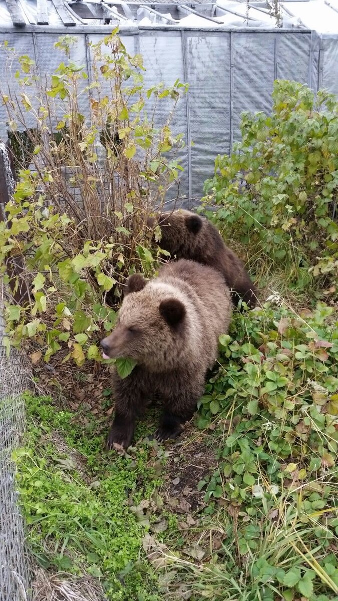 посещение теплиц и огородов