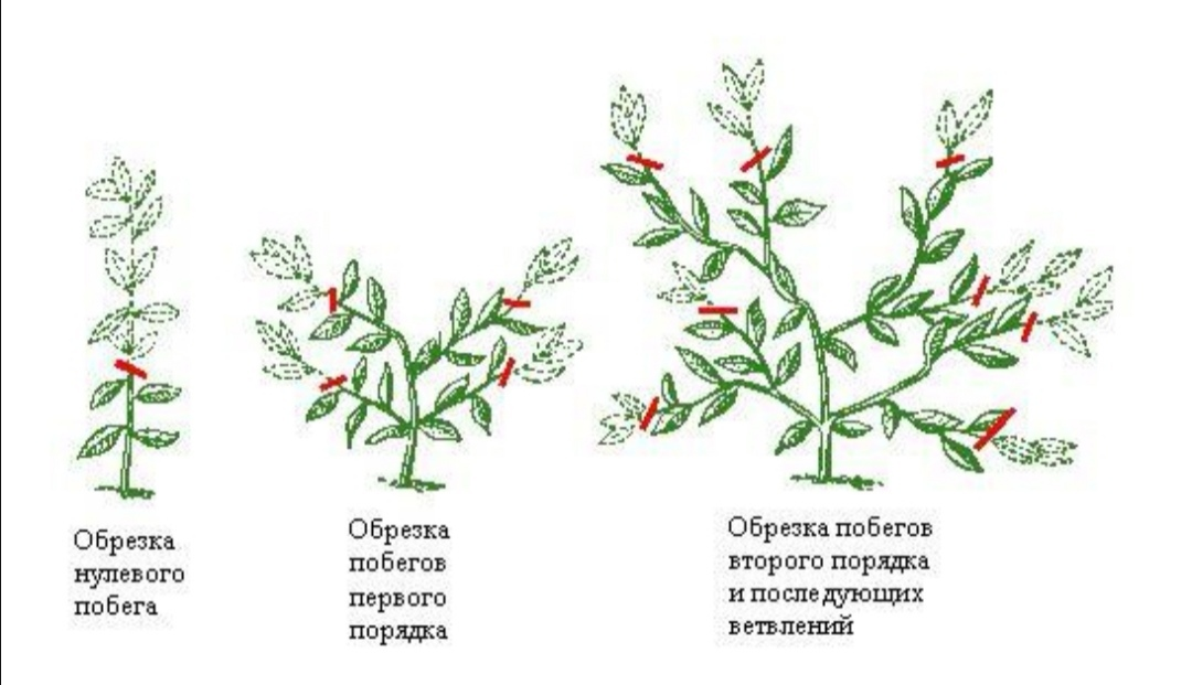 Прищипывание бархатцев. Формирование кроны лимона схема. Схема обрезки лимонного дерева. Формирование кроны домашнего лимона обрезка. Прищипка цветов схема.