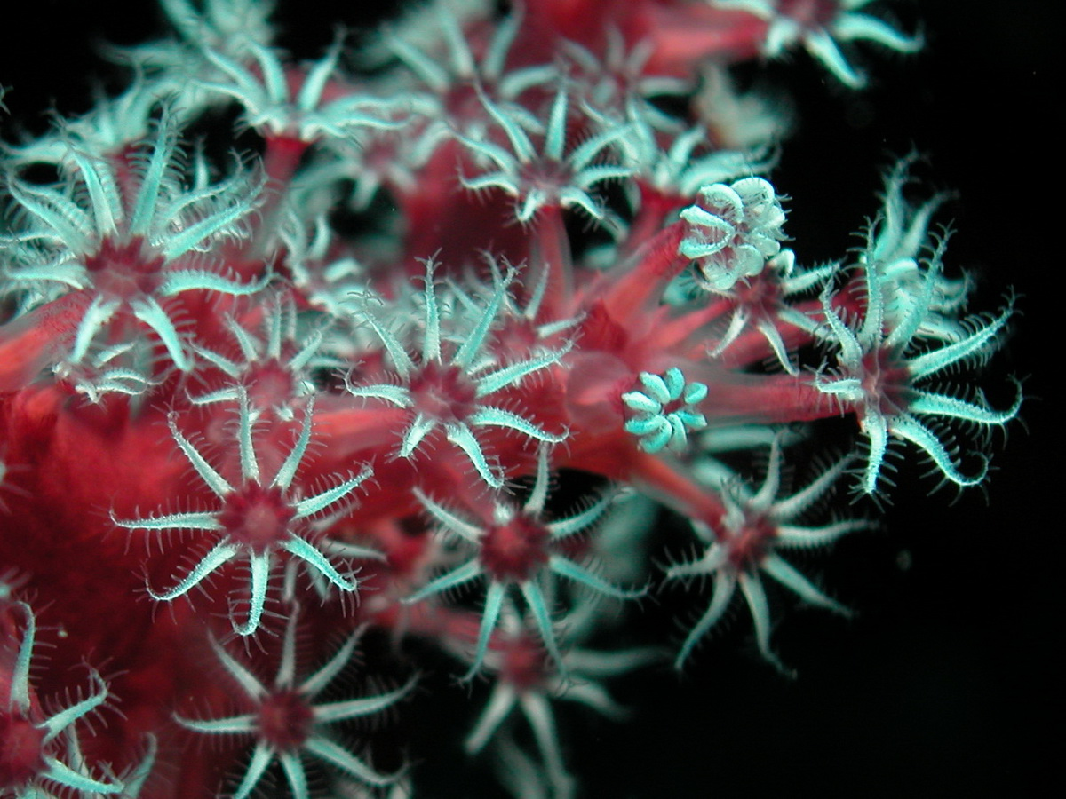 Фото из открытого источника