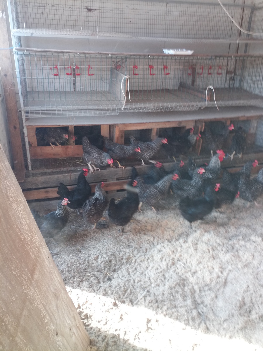 наши замечательные несушки